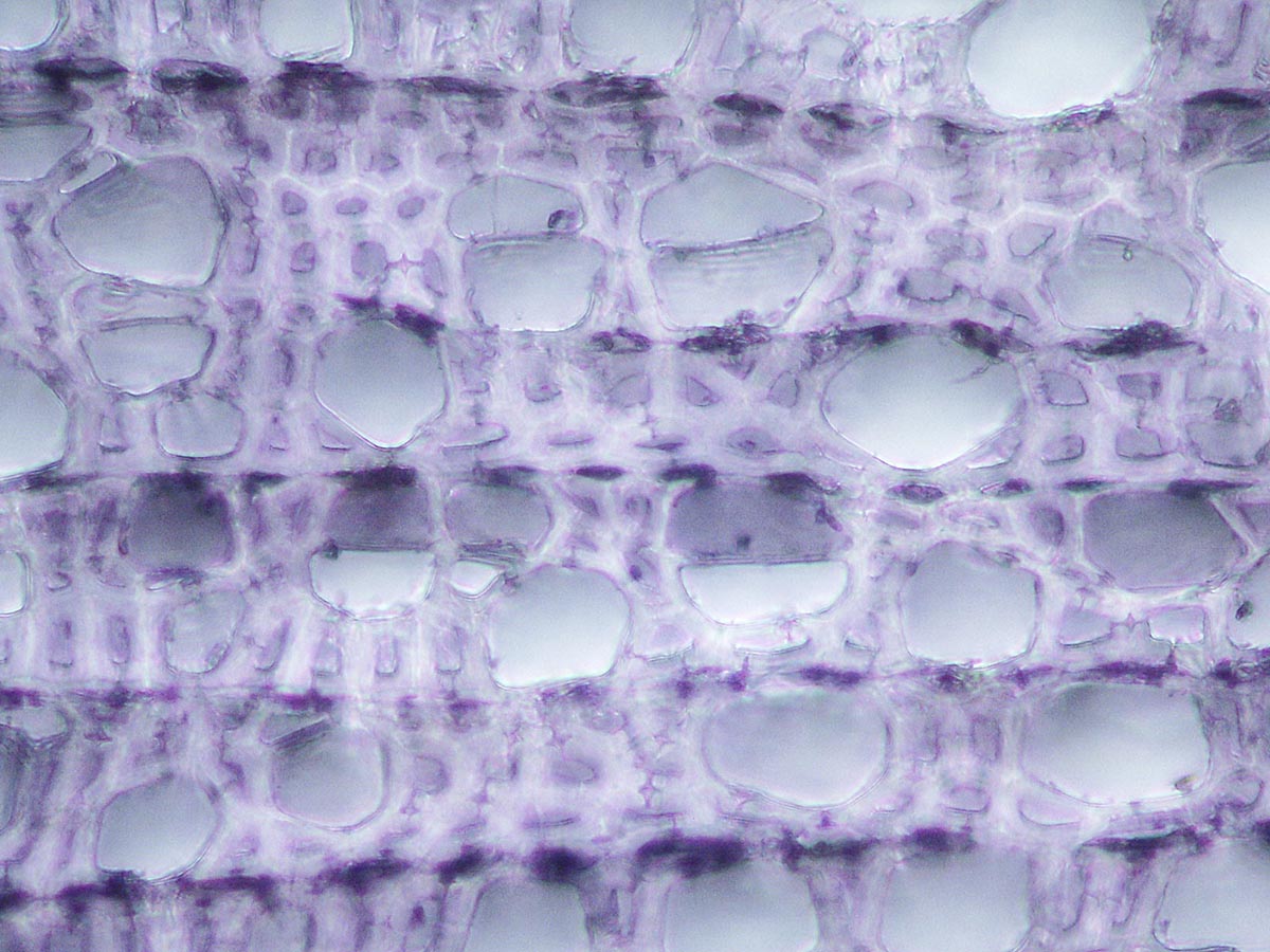 Xylem